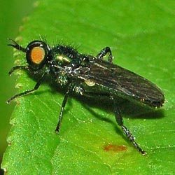 Actina chalybea